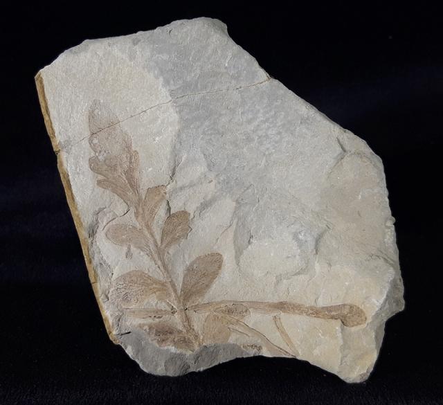 ? Nilssonia sp. BRONGNIART 1825 - Bild &copy; FossNet FossilienStore